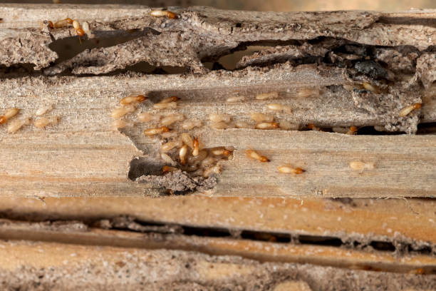 Best Wildlife Control Services  in Hrisburg, AR
